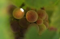 Raül Martin Hormig. Fotografia guanyadora del 1r Concurs de Fotografia de la DO Penedès