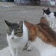 Xerrada+%22Com+acollir+la+nova+mascota%22