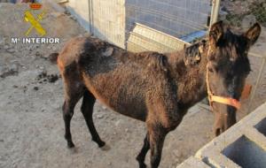 Guàrdia Civil. Imatge del cavall maltractat a una finca de Canyelles