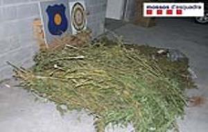 VD. Decomís de 23 quilos de marihuana