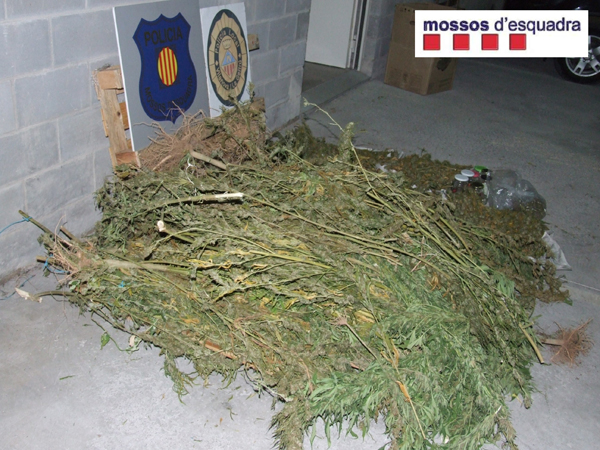 VD. Decomís de 23 quilos de marihuana