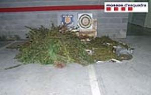 Decomís de 23 quilos de marihuana