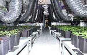 Mossos d'Esquadra. Desmantellen una plantació de cànnabis dins una nau industrial