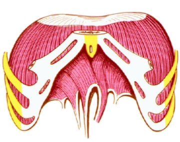 VD. Diafragma