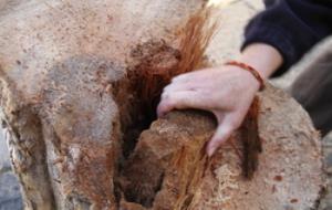 Ajt Vilanova i la Geltrú. Talen una altra palmera de la plaça de la Vila 
