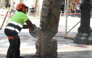 Talen una altra palmera de la plaça de la Vila 