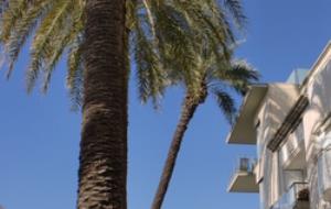 Ajt Vilanova i la Geltrú. Retiren una palmera del passeig del Carme