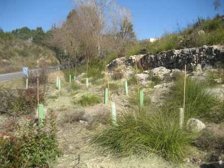 VD. Plantacions complementàries puntuals a les proximitats de la Riera de Begues 