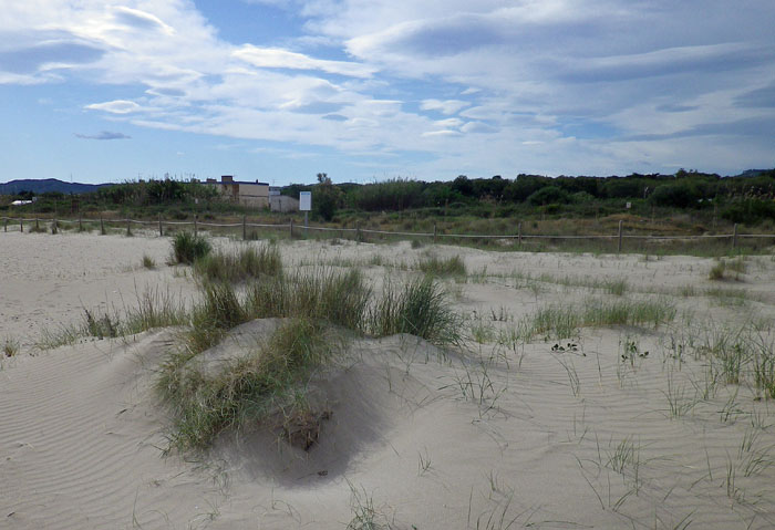 Hèctor Galvany. Recuperació dunar de la platja Llarga iniciada per acció natural els darrers 3 anys