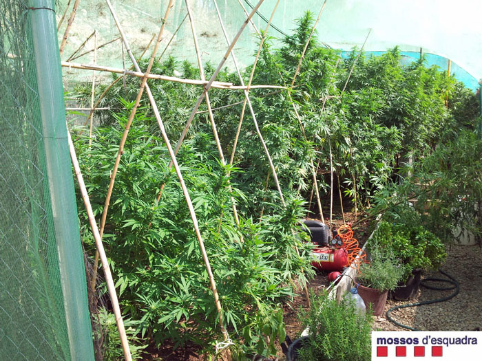 VD. Els Mossos comissen 73 plantes de marihuana en una casa d?Olivella