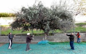 Alguns dels membres del 'grup de la terra' de Càritas recollint les olives de les oliveres municipals de Vilafranca  