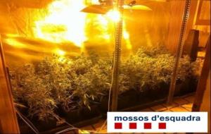 La marihuana intervinguda al pis del detingut, on hi havia un cultiu de 124 plantes.  