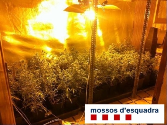 La marihuana intervinguda al pis del detingut, on hi havia un cultiu de 124 plantes.  
