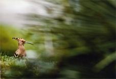 Una de les fotografies guanyadores de l'edició anterior  