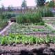 Horts+ecol%c3%b2gics.+Tractaments+de+plagues+en+horticultura+ecol%c3%b2gica+(II)