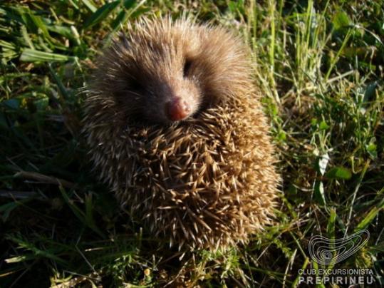 1255240848-Eriço