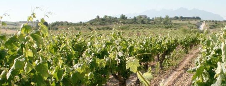 Vinyes al Penedès