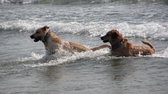 AUDA. Concentració de gossos a la platja de Vilanova 