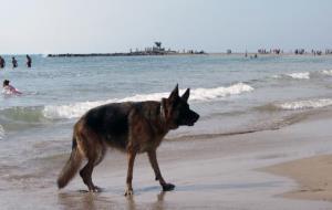 Concentració de gossos a la platja de Vilanova 