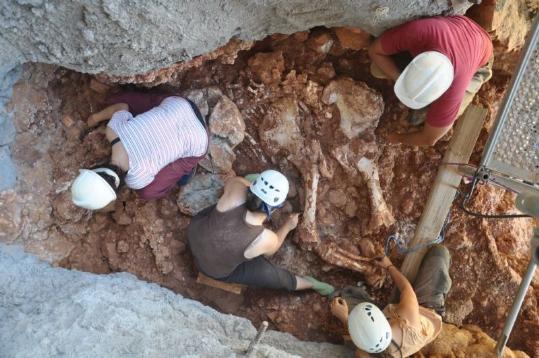 Ajt de Castelldefels. Els arqueòlegs de Castelldefels van trobar també un elefant de 100.000 anys