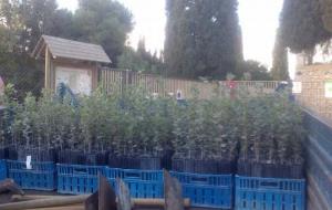 ERC de Vilanova organitza una plantada de més d'un centenar d'alzines al Mas de l'Artís