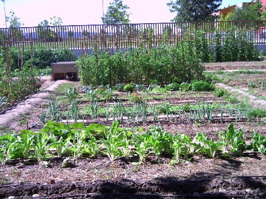 Hort urbà a Vilafranca del Penedès