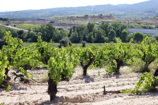 Imatge de les vinyes de Pinord al Penedès