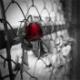 Xerrada+sobre+el+Projecte+Buchenwald%2c+Deportaci%c3%b3+i+Ferrocarril.+Republicans+Espanyols+en+els+Combois+de+la+mort
