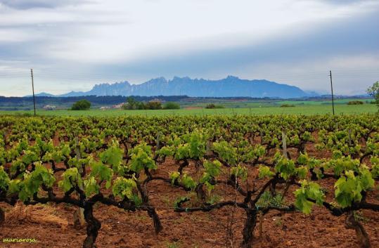 EIX. Penedès