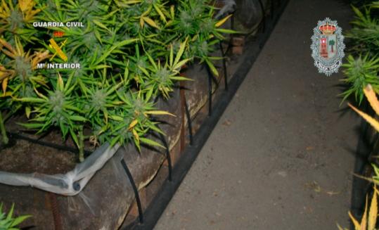 Guàrdia Civil. Plantes de marihuana intervingudes per la Guàrdia Civil