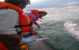 Rescat d'una cria de rorqual comú al litoral del Garraf