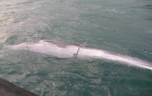 Rescat d'una cria de rorqual comú al litoral del Garraf