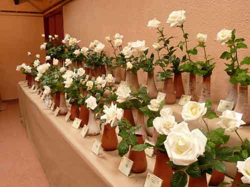 roses_pau_casals