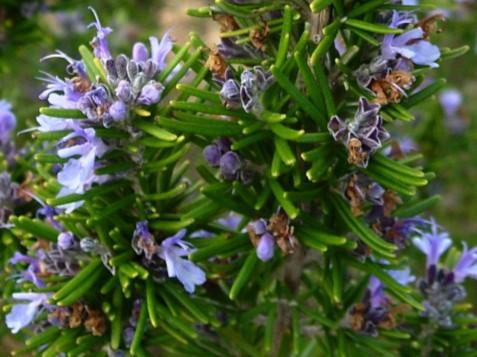 secret_pagines_pagines_imatge_548-romani