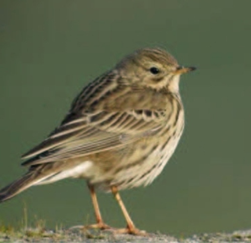 titella_autorXavier Bayer