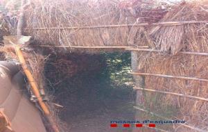 Troben 300 quilos de marihuana en dos terrenys de Vilanova