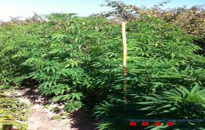 Troben 300 quilos de marihuana en dos terrenys de Vilanova