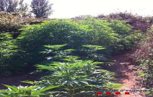 Troben 300 quilos de marihuana en dos terrenys de Vilanova