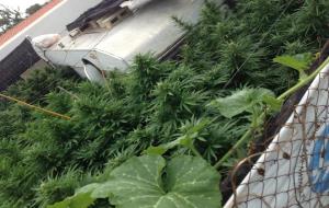 Policia local de Vilanova. Troben 300 quilos de marihuana en dos terrenys de Vilanova