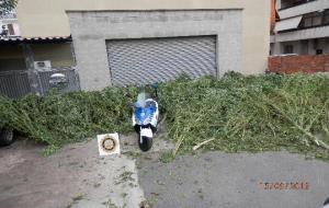 Troben 300 quilos de marihuana en dos terrenys de Vilanova