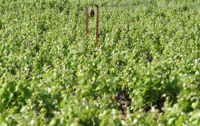 Imatge del Penedès
