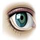 Revisi%c3%b3+ocular+gratu%c3%afta+i+oberta+a+la+poblaci%c3%b3
