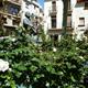 18%c3%a8+Concurs+de+Roses%2c+a+El+Vendrell