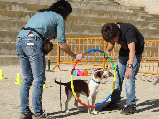 Ajt Sant Sadurní d'Anoia. 38 gossos participen a la desfilada de la 3a Festa del Gos, cada any amb més assistents