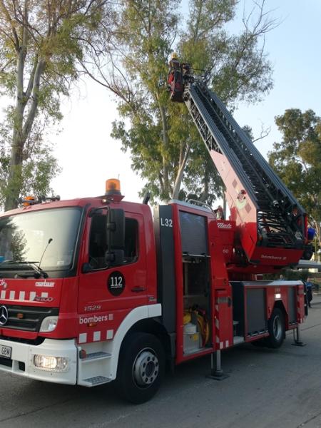 Ajuntament de Canyelles. Actuació dels bombers per sanejar l'arbrat de Canyelles