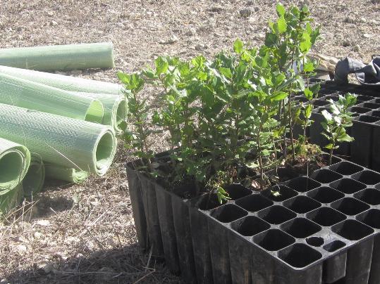 Plantació forestal a la muntanya de Sant Jaume