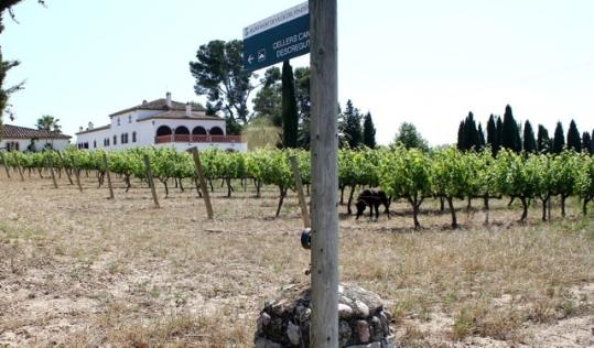 Portes obertes amb vi i cinema a Can Descregut