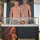 Exposici%c3%b3+sobre+els+neandertals+a+Catalunya+al+Museu+Deu++