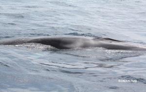 Albiren un exemplar de balena rorqual davant del litoral del Garraf