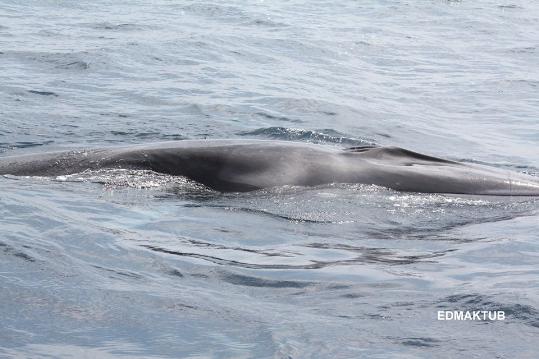 EDMAKTUB. Albiren un exemplar de balena rorqual davant del litoral del Garraf